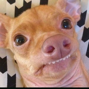 Meet your Posher, Arthur